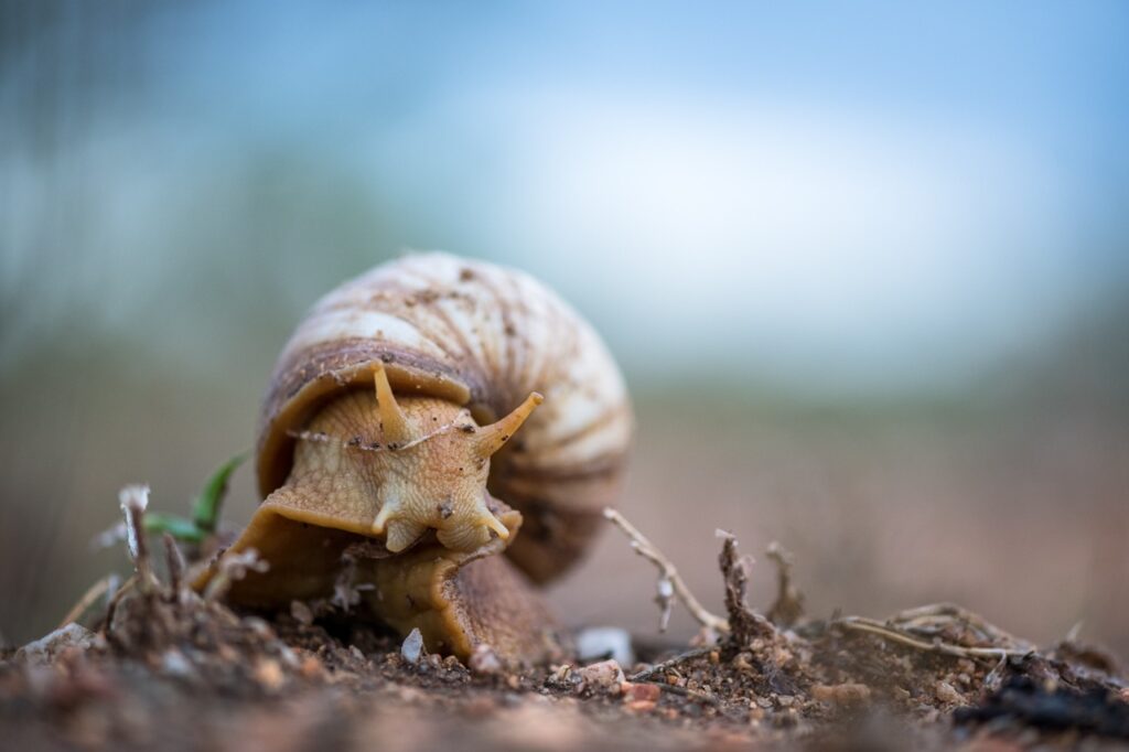African giant snail