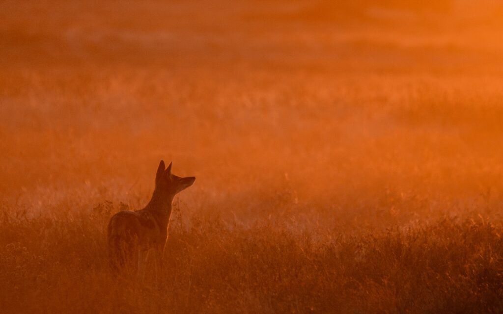 Black backed jackal at sunset by Kevin maclaughlin