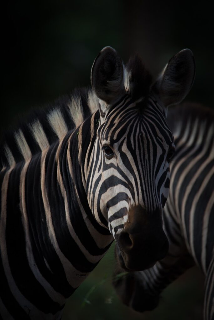 Burchells zebra by Kevin maclaughlin