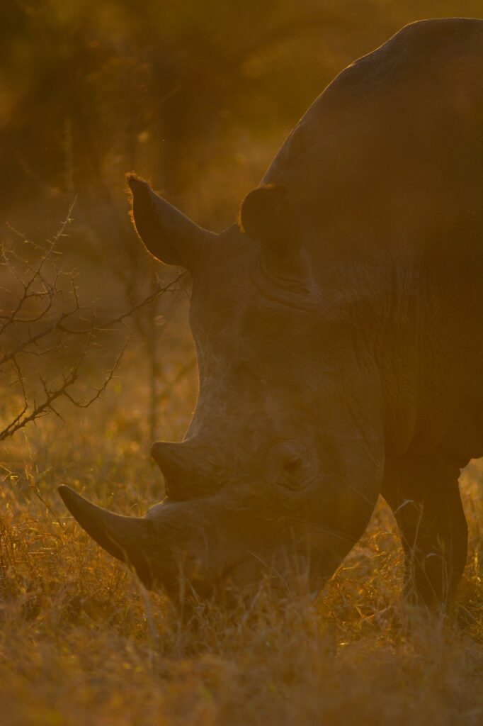 Golden rhino by Kevin maclaughlin