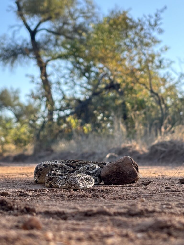 Puff adder at Chacma