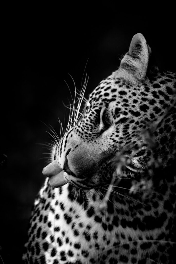 leopard by Kevin maclaughlin