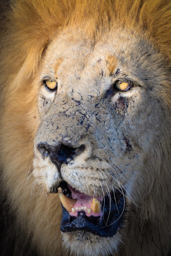 Male lion close up by Kevin maclaughlin