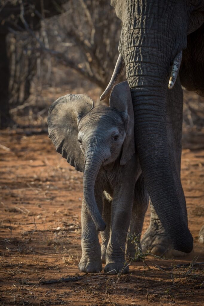 elephant and calf by Kevin maclaughlin