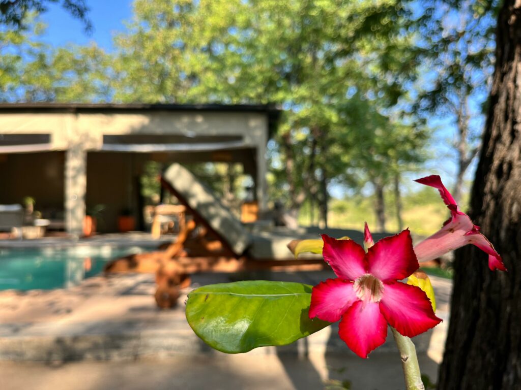 impala lily