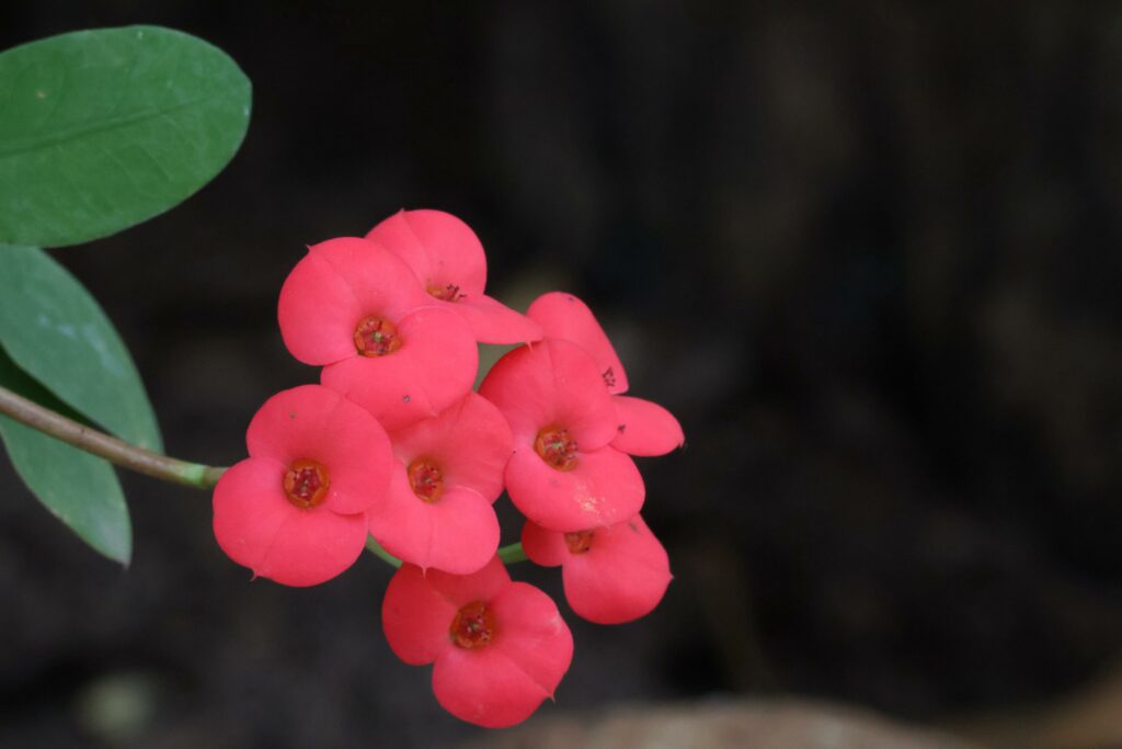 Impala lilies in blossom