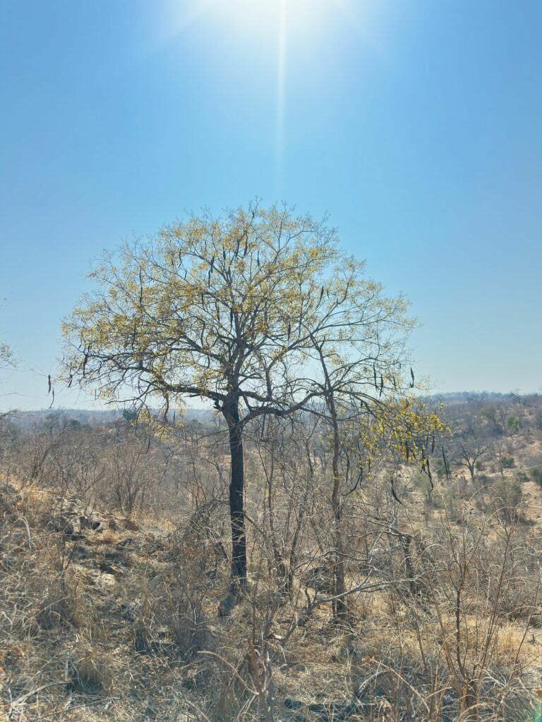 Shambok tree