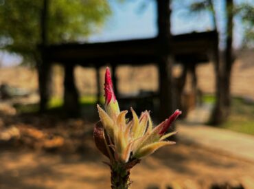 Every season holds its own special magic in the African bushveld, September sees the arrival of Spring – the season of change, rebirth and renewal in the wild. While the parched bushveld still wears its dusty golden browns, the land waits with a bated breath for the first drops of rains to arrive. The first […]