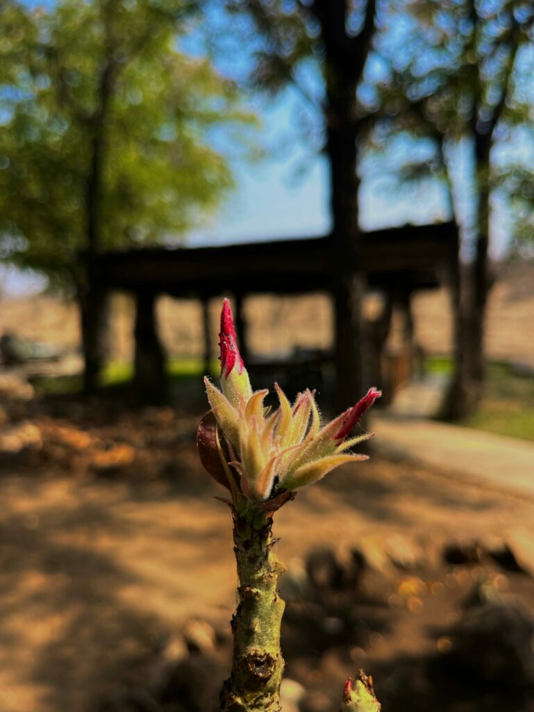 Spring in the Wild: Safari Seasonal Shifts in the African Bush