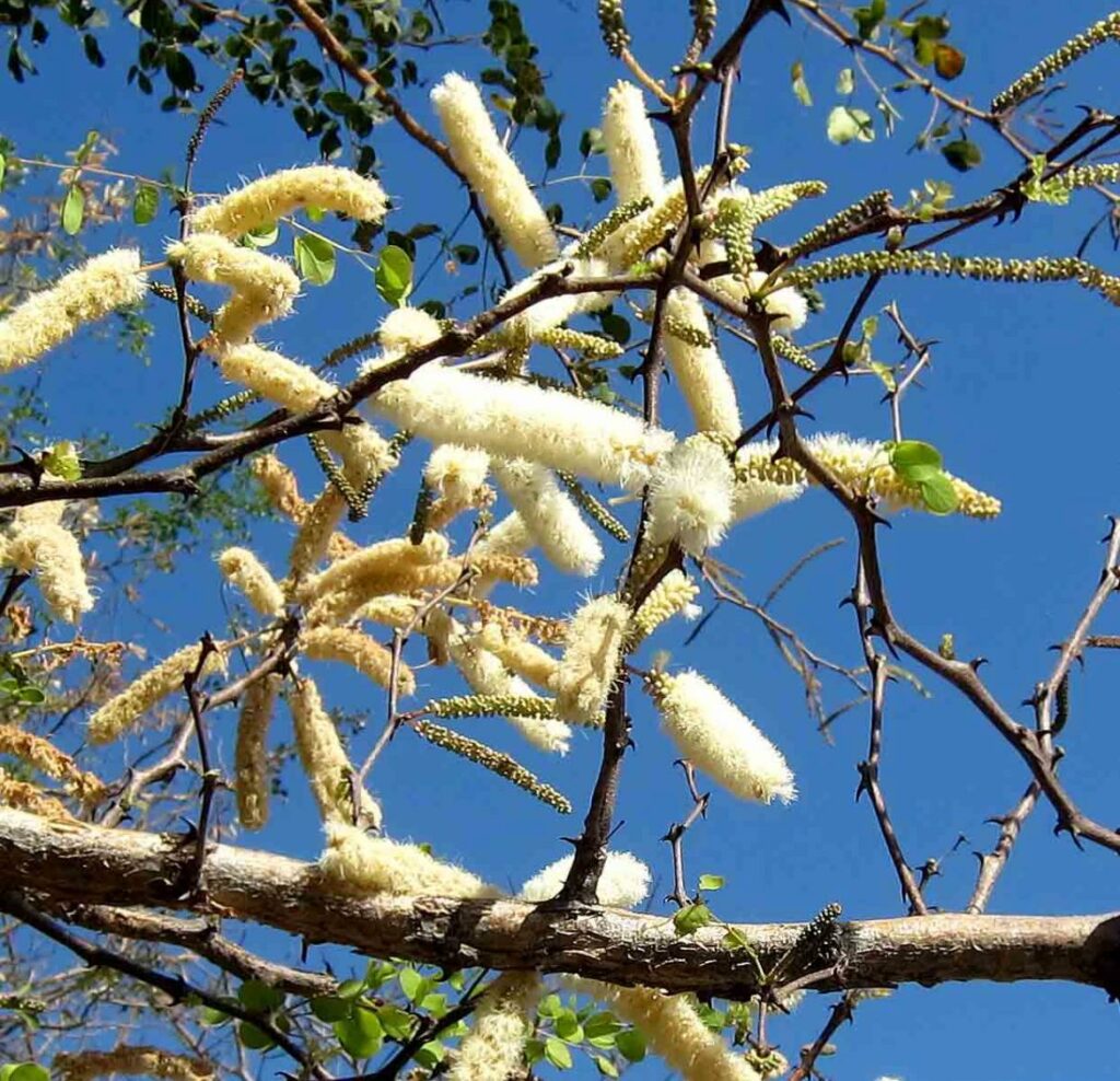 knob thorn tree