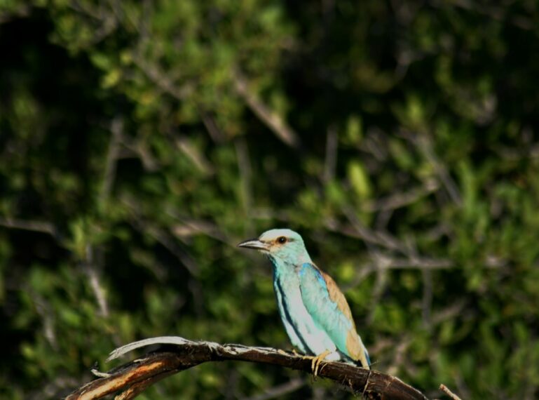The Great Migration of the Skies: Migratory Birds Return