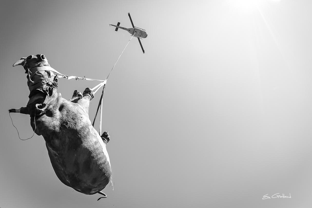 Rhino airlifted