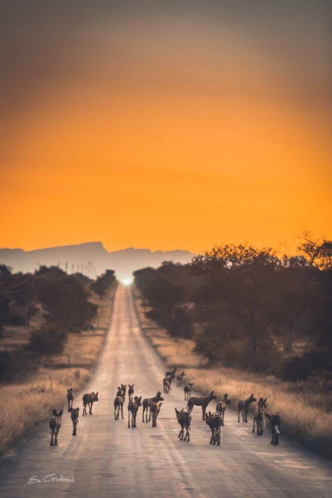 Wild dog by Em gatland