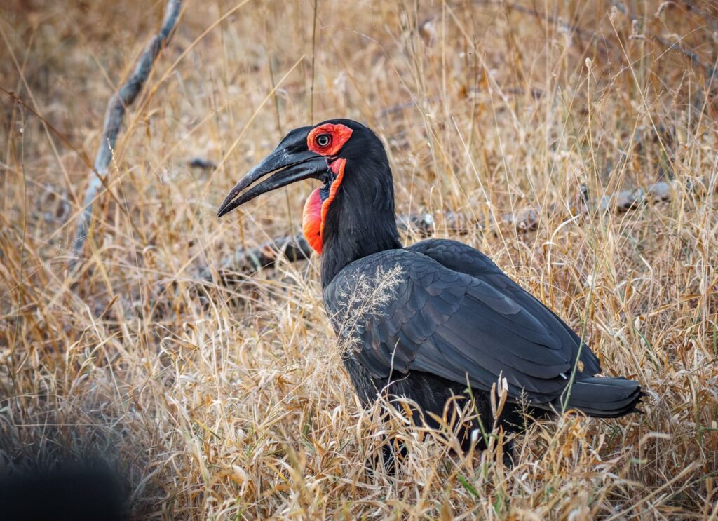 Southern Ground Hornbill