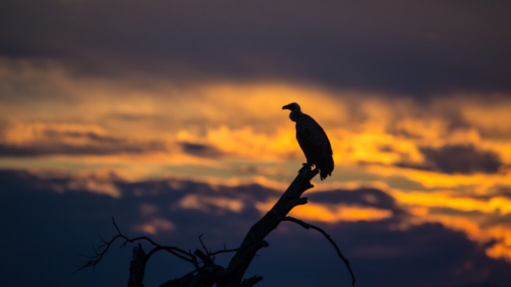 Vulture silhouette