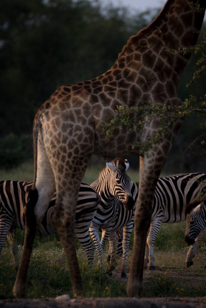 giraffe and zebra by Kevin maclaughlin