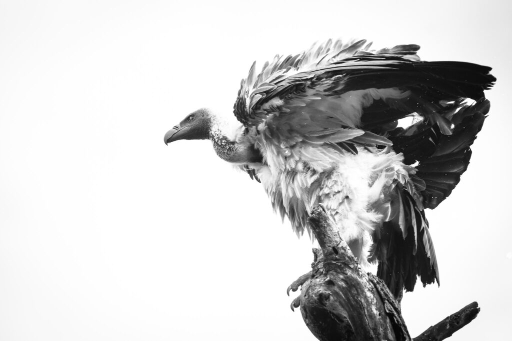 vulture
