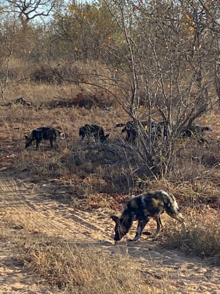 Wild dogs