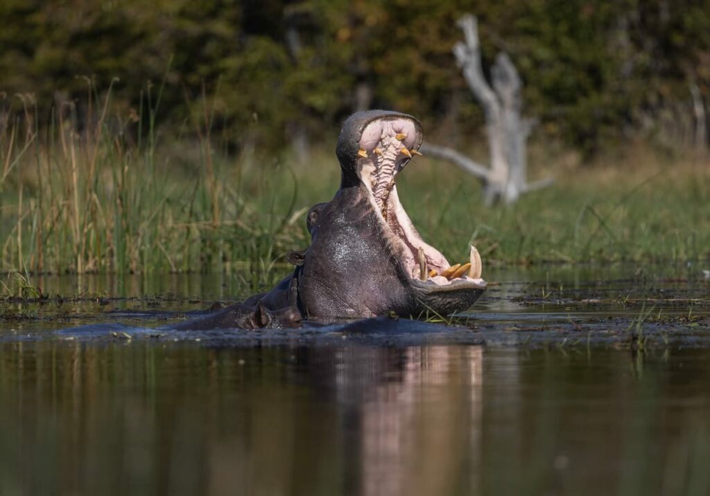 hippo yawning 