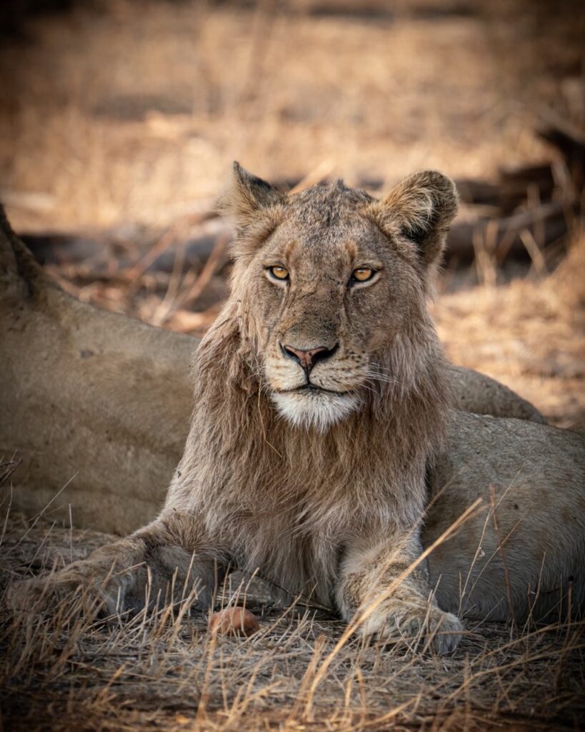 Male lion