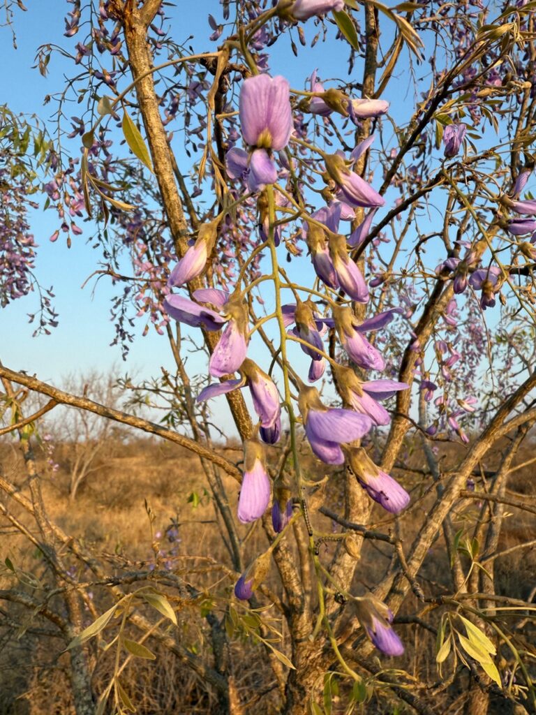 blooming wisteria