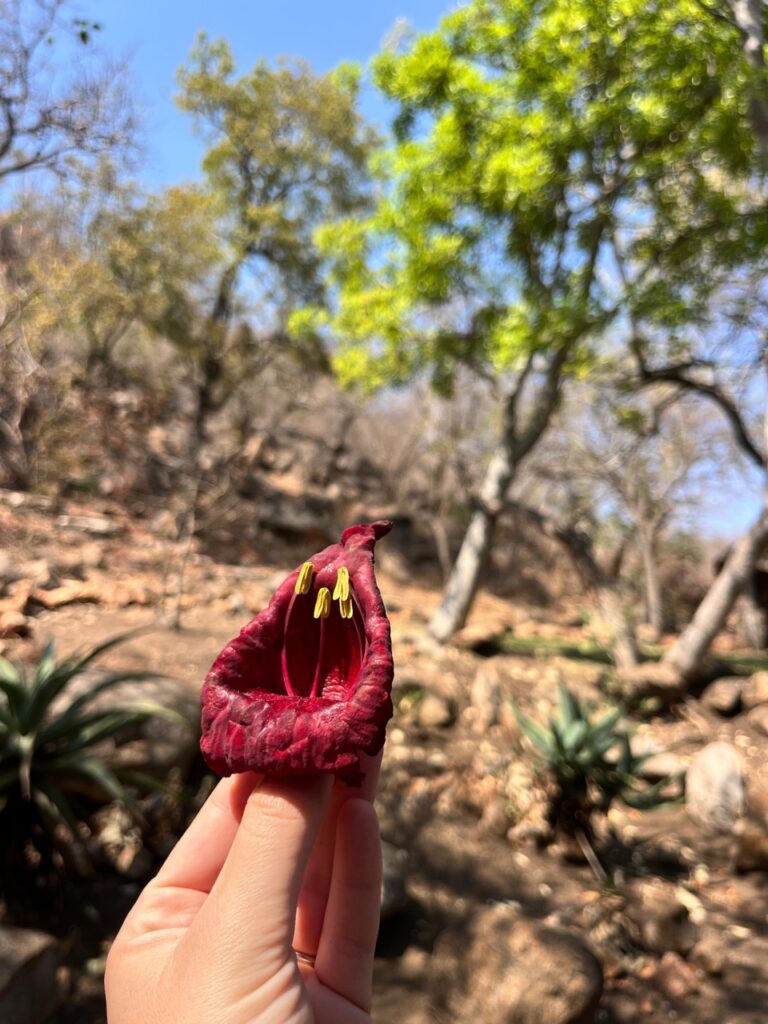 sausage tree flower