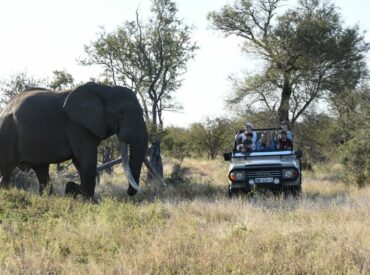 One of the greatest gifts of experiencing our lodges in the Greater Kruger is the intimate, passion-driven safari guided game drives that each of our camps offers. Every one of our guides is not only deeply knowledgeable, but also genuinely passionate about the wild. Their bush wisdom has been honed through years of dedicated time […]