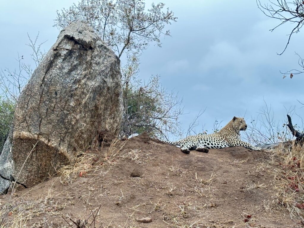 Male leopard