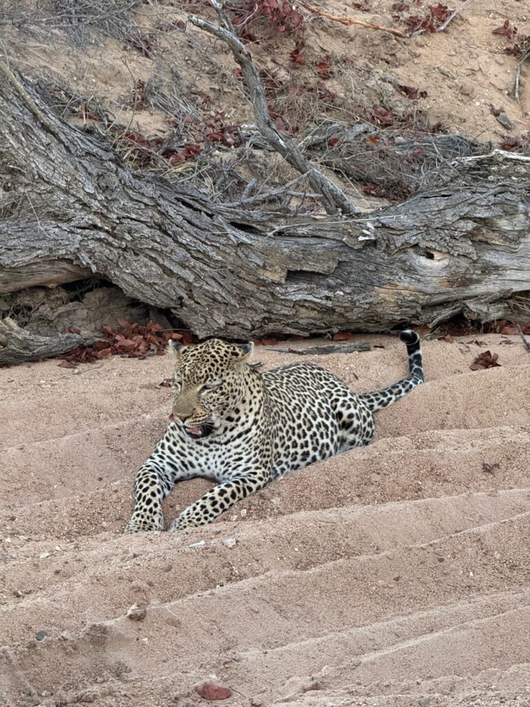 nThambo tree camp leopard sighting