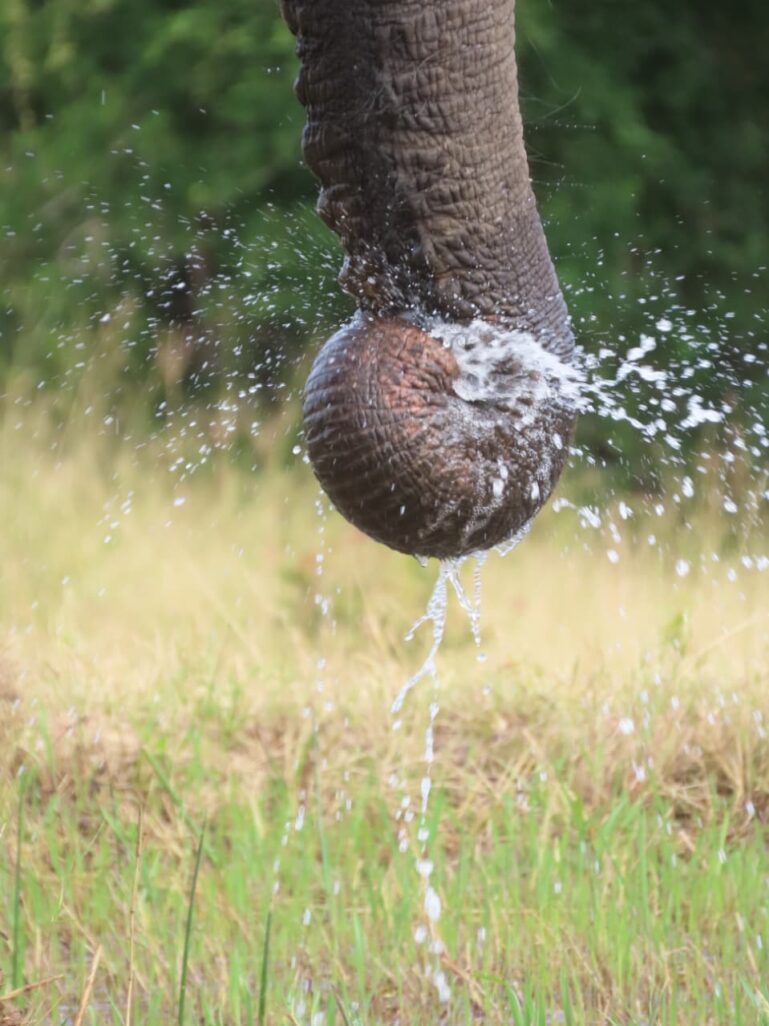 Spring Wildlife Highlights: Blossoms, Babies and Nature’s Comeback