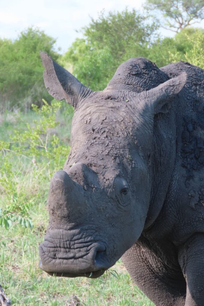 Rhino