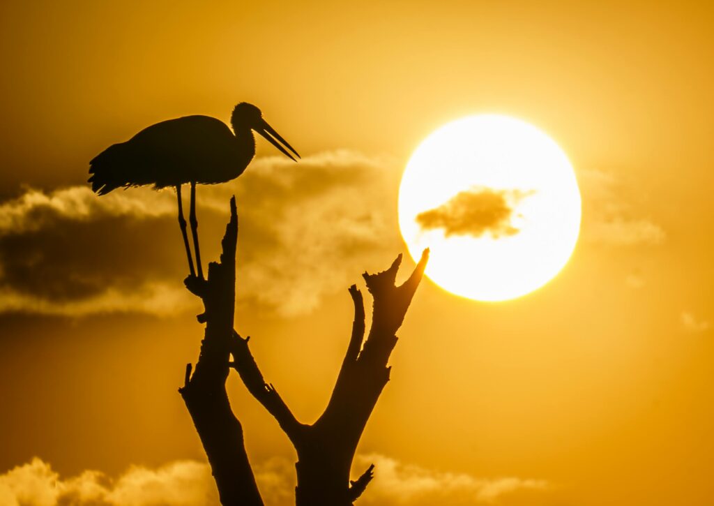 Marabou stork sunset