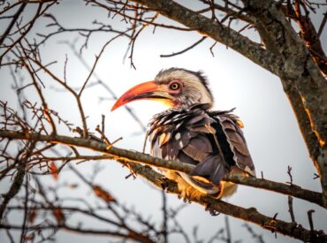 Most people don’t fully “get” birding until they come to the bush.But with each visit, you begin to tune in to the wildly diverse birds that flutter through the skies, perch in the trees, and call out across the savannah. Adding bright bursts of colour, they are jewels of the skies. Birds signal so much to those […]