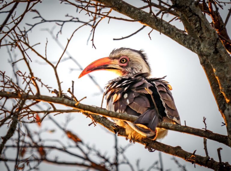 Birding for Beginners: How to Start Noticing (and Loving) Birds of the Bush