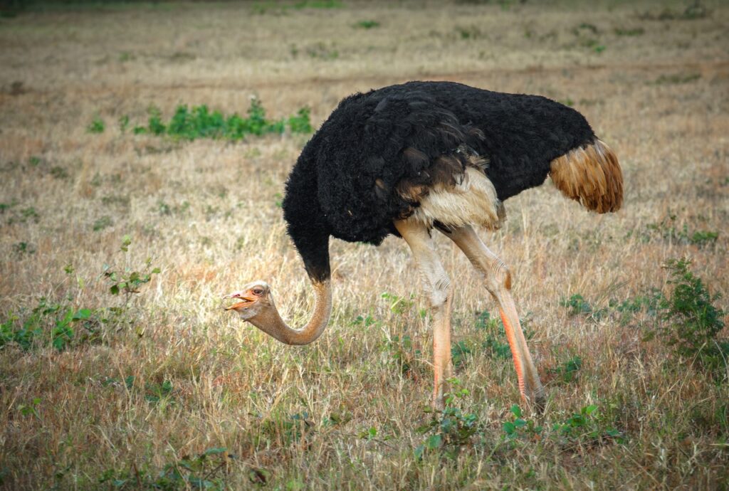 Ostrich