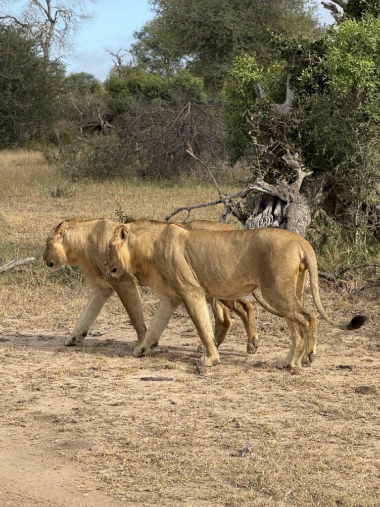 Africa on Foot lioness