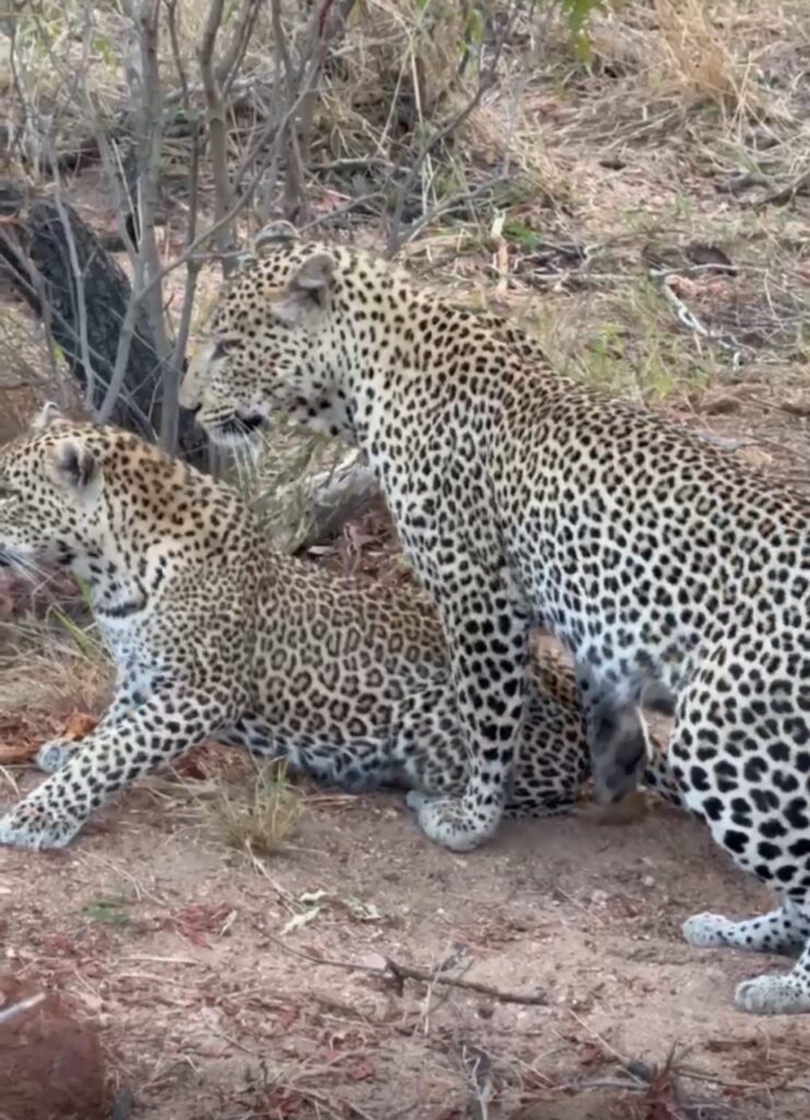 leopard mating