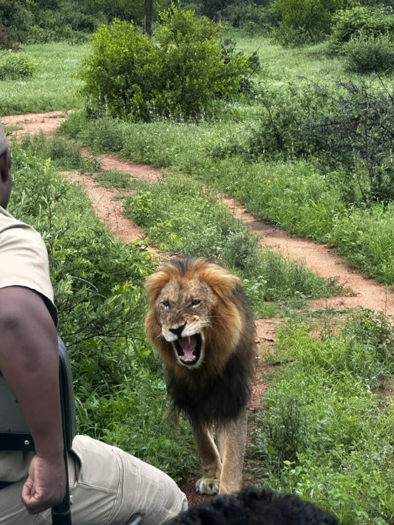 Close encounters with a lion at Nambu Camp