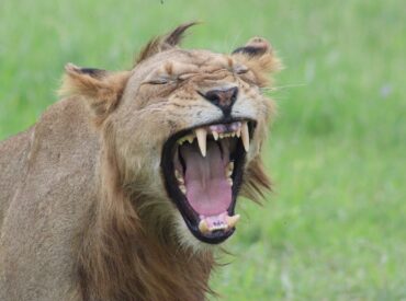 Nothing is wilder than a year in the African bush. From unforgettable wildlife encounters to moments that fluttered, rumbled, and roared, leaving a trail of memories in their wake. Across all of our camps at Sun Destinations, every year is made up of 365 days where the extraordinary is effortlessly embedded into the everyday. While [&hellip;]