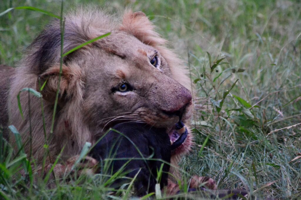 lion eating at Umkumbe safari lodge