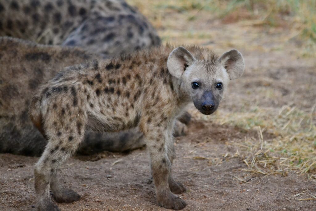 baby hyena