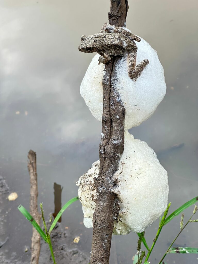 foam nest frog