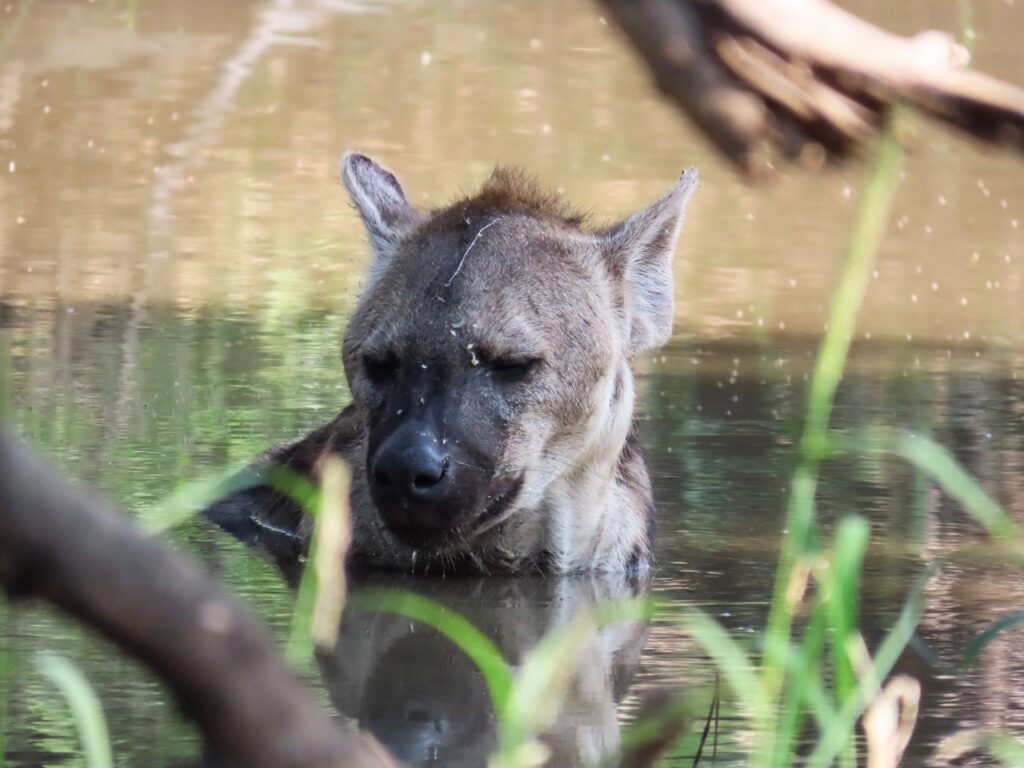 hyena bath