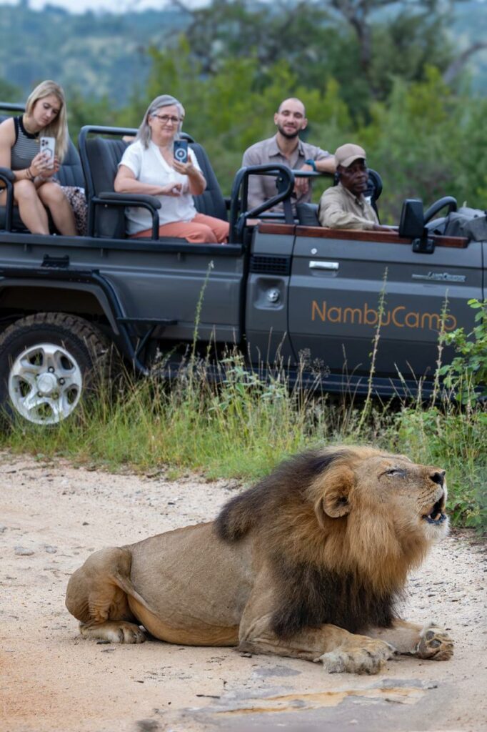 lion calling Nambu Camp