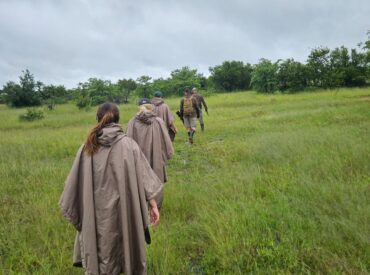 Across the Kruger, giant clouds have rolled in, the earth has softened, and the bush has vividly transformed. This is the green season, a moment of exhale after months of dryness, bringing the waters that will sustain the wilderness for the year ahead. As the saying goes, when it rains, it pours and this season, [&hellip;]