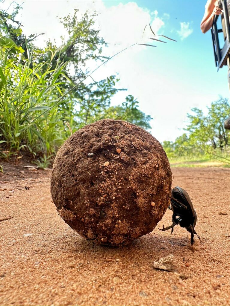 dung beetle Chacma 