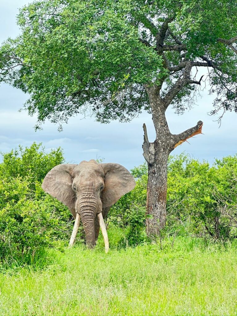 elephant at Chacma 