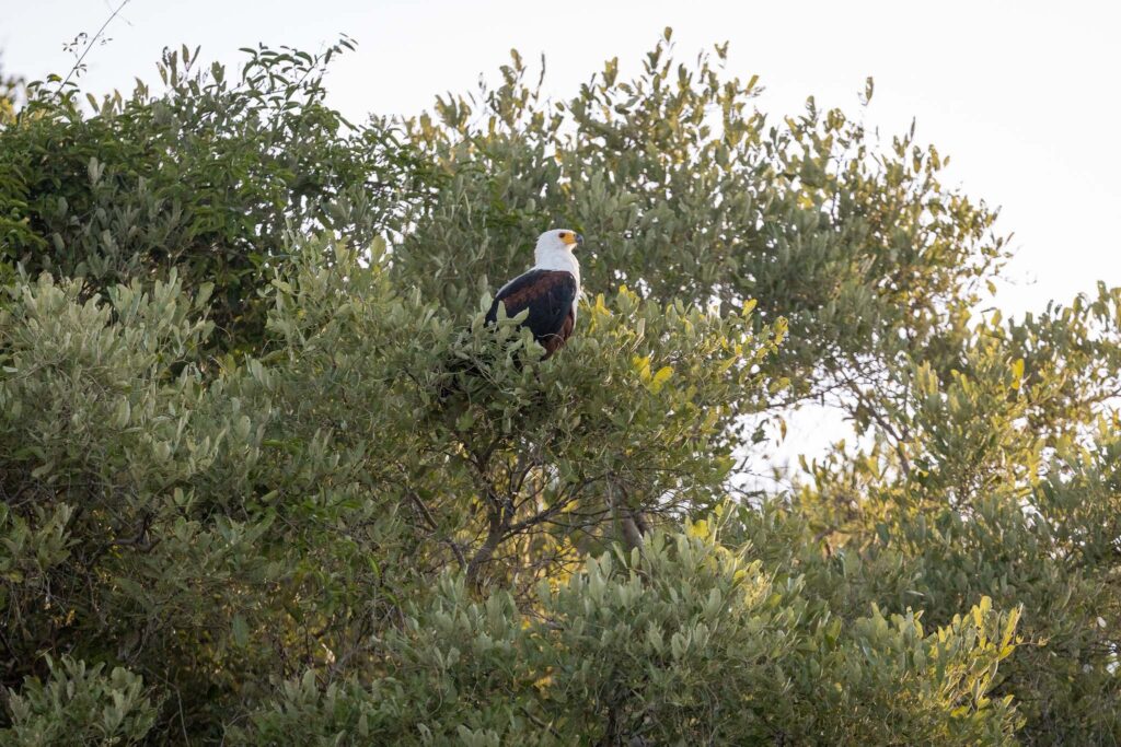 African Fish Eagle