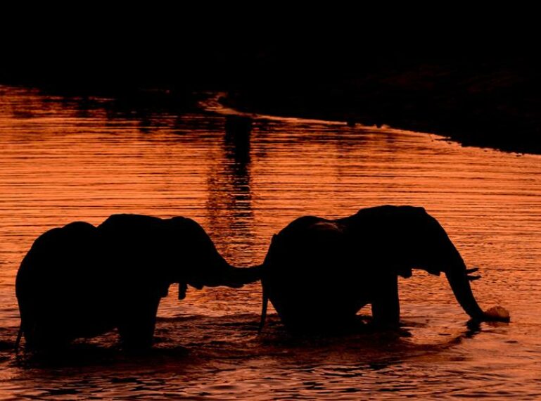 The Love Languages of the Animals of the Bush