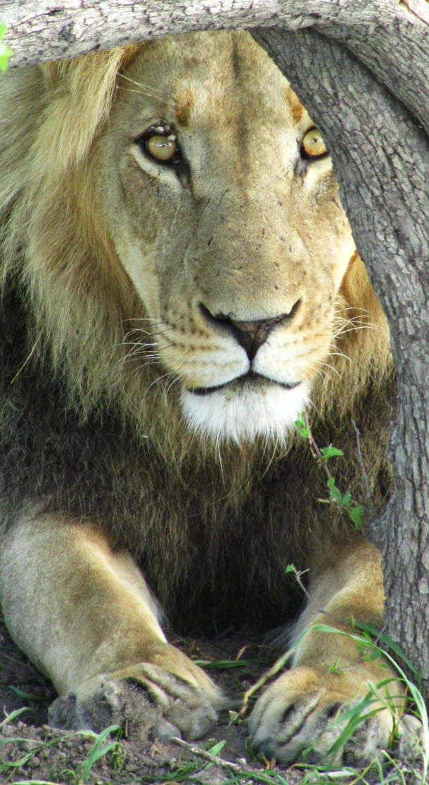 Black-maned Lion of the Kalahari Impatient Black-maned Kalahari Lion
